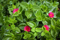leuchtend Rot Aptenia Cordifolia Blumensamen einfache Aussaat