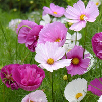Sensation Pinkie Cosmos Drought verträglich einjährige Blume Samen Soft – Rosa Blüten Garten