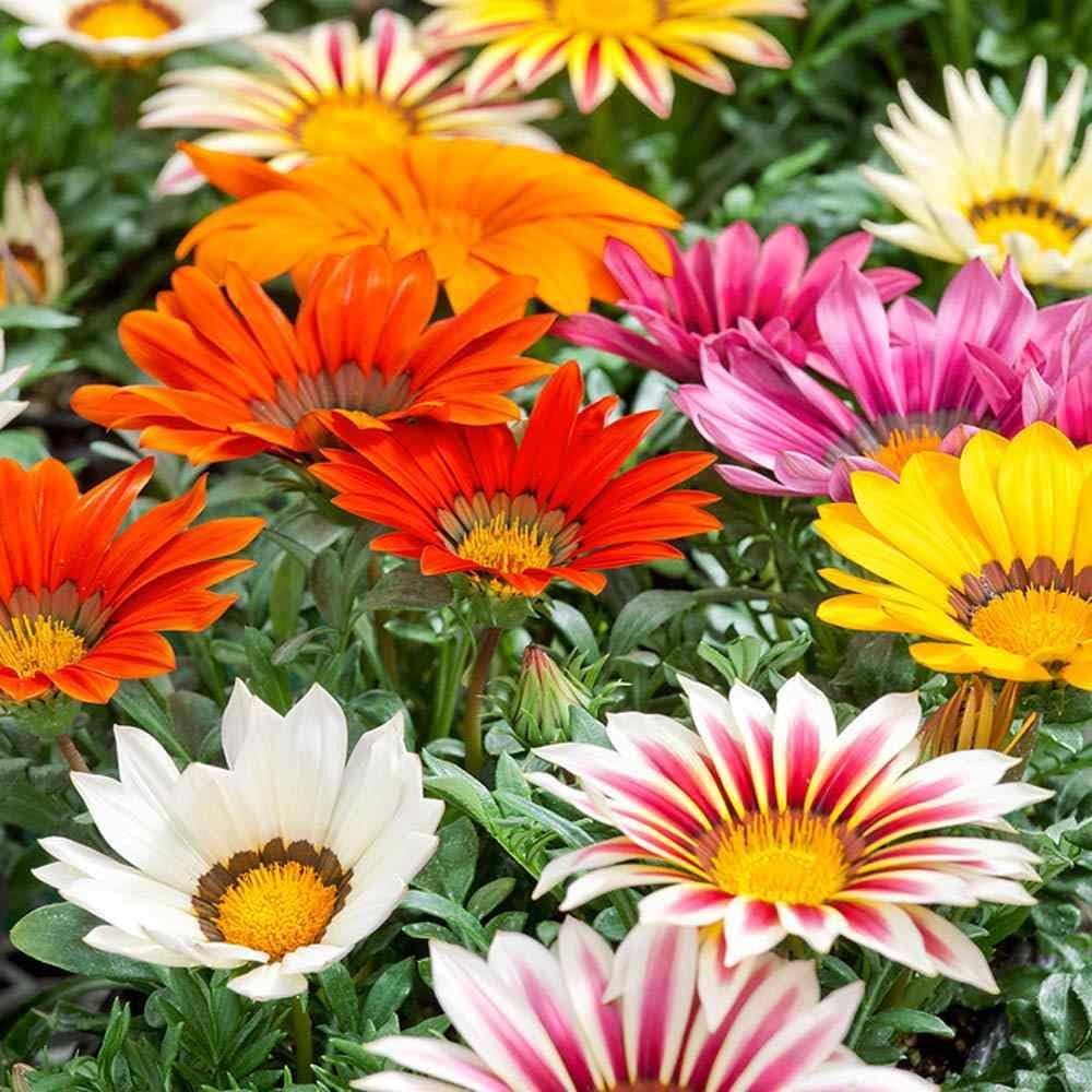 Gray Mittagsgold Blumensamen zur Aussaat – kompakt Wuchs – Traditionssorte & ohne Gentechnik Samen Hausgarten