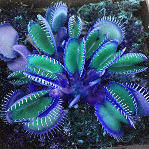 Blau Insectivorous Venus Fly Trap Pflanze Samen zur Aussaat Leitfaden