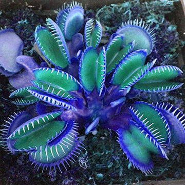 Blau Insectivorous Venus Fly Trap Pflanze Samen zur Aussaat Leitfaden