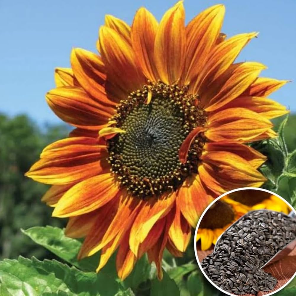 Riesig Sonnenblume Samen zur Aussaat Helianthus Annuus Blume Beet Bestäuber strip