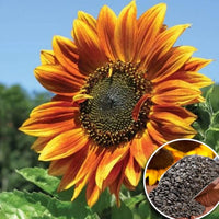 Riesig Sonnenblume Samen zur Aussaat Helianthus Annuus Blume Beet Bestäuber strip