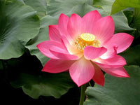 Lotus Nelumbo nucifera Blumensamen zur Aussaat Water Garten