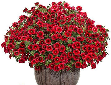 Logro floribunda rot petunia blume samen for classic rot blooms
