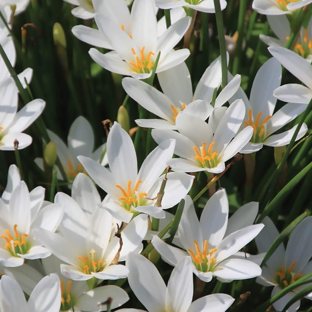 Zephyranthes (zephyranthes carinata) samen for anpflanzung in home garten