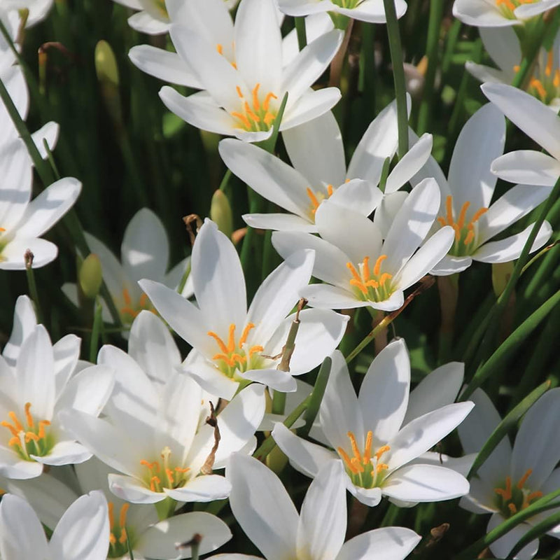 Zephyranthes (zephyranthes carinata) samen for anpflanzung in home garten