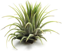 Grün Tillandsia Streptophylla Blumensamen zur Aussaat Landhaus Garten wichtig Traditionssorte & ohne Gentechnik Samen Hausgarten