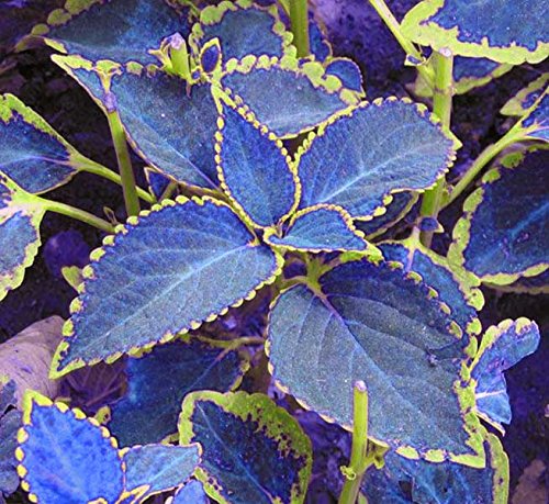 kaufen coleus pflanze samen blue für pflanzung Stück, 100 Stück