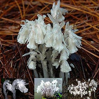 Weiß monotropa uniflora blume samen for anpflanzung - compact growth, heirloom & gmo free samen for home garten
 
 sale for anpflanzung in home garten