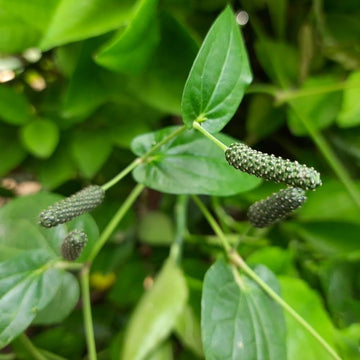 Long Pepper Piper longum Gemüse Samen zum Pflanzen