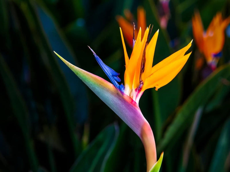 Strelitzia blume samen for anpflanzung - premium quality, heirloom & gmo free samen for home garten
sale for anpflanzung in home garten.