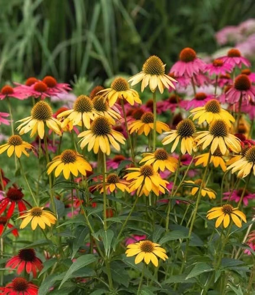 Gemischt Sonnenhut Blumensamen zur Aussaat – kompakt Wuchs – Traditionssorte & ohne Gentechnik Samen Hausgarten