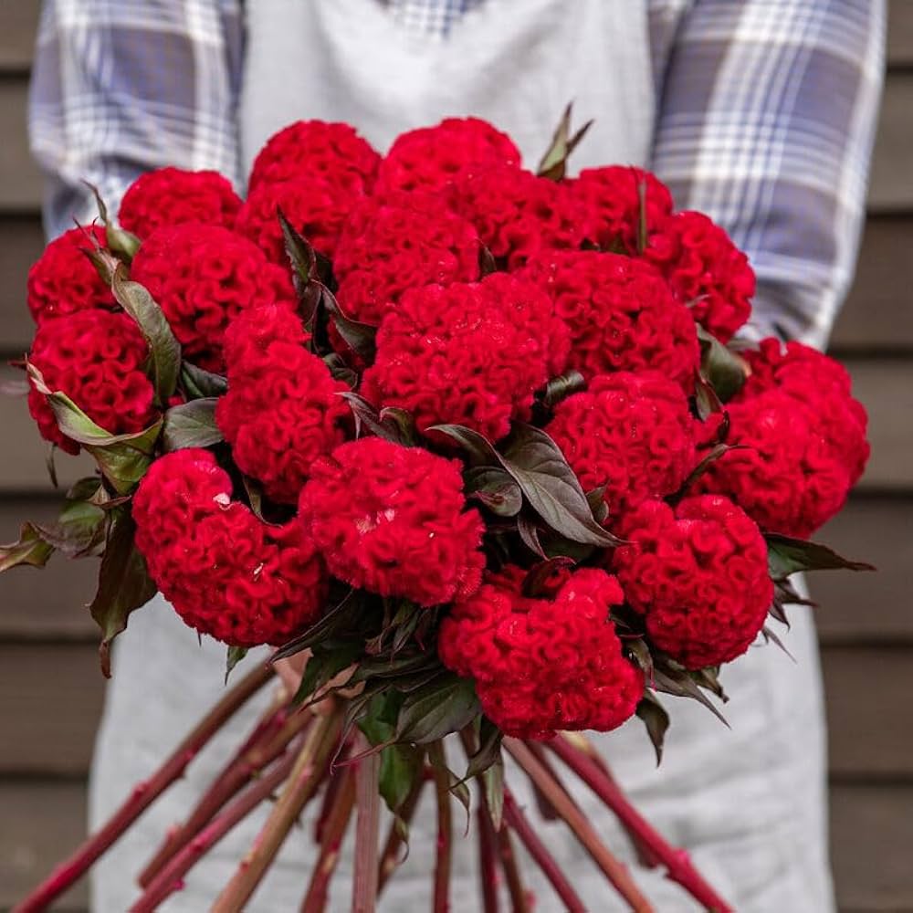 Celosia Cristata Cockscomb Mischung Blumensamen