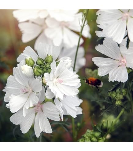 Malve Super-Single-Mischung Samen zur Aussaat Hausgarten Blume Beet
