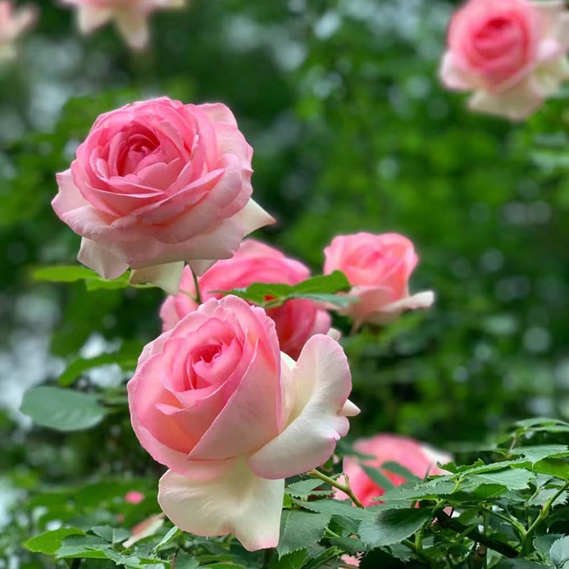 tief Rosa Rose Blumensamen zur Aussaat – Halbschatten verträglich – Traditionssorte & ohne Gentechnik Samen Hausgarten