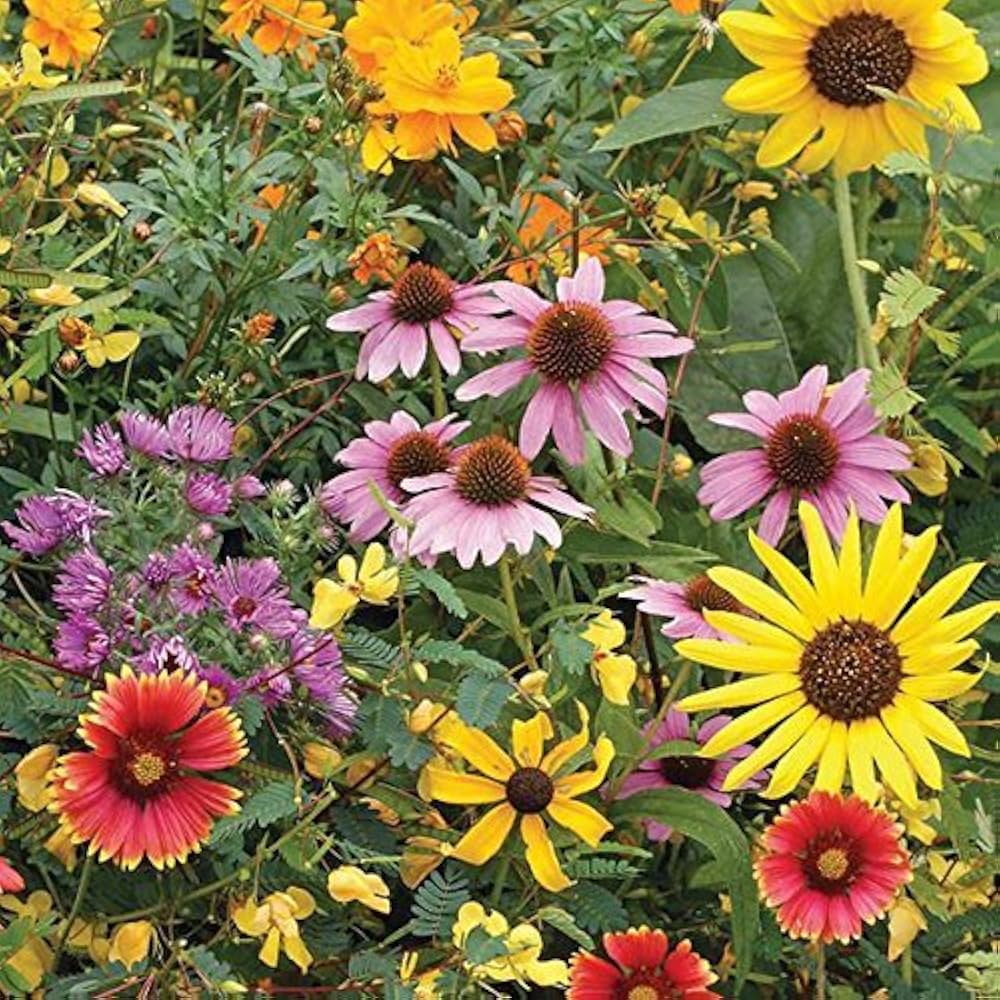 Low-Growing Wildblume Mischung Samen – Keimung Fresh Aroma