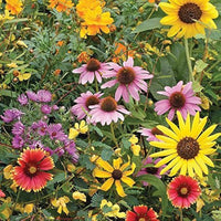Gemischt Butterflies Wildblume Samen Bestäuber Gärten