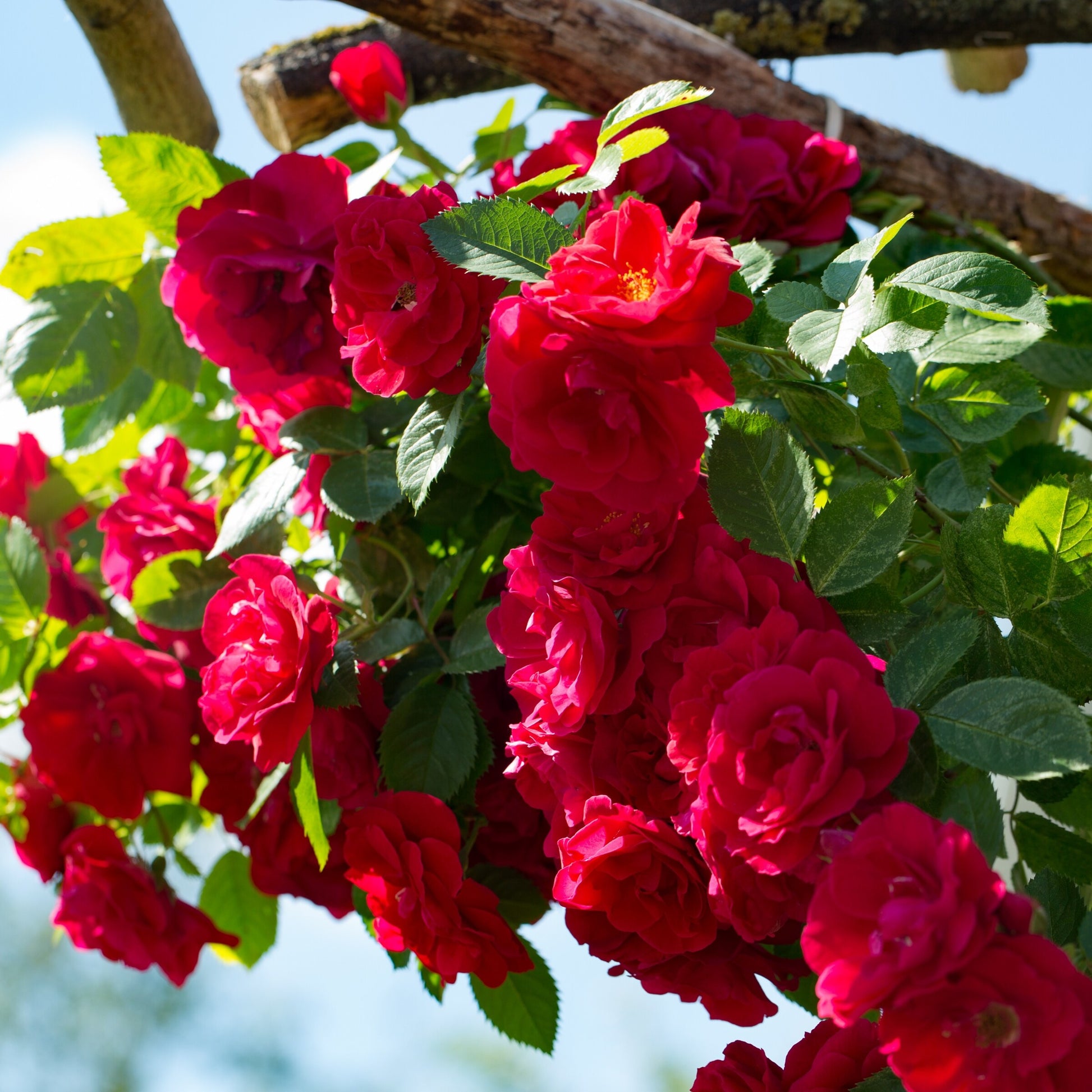 Rot Climber Blumensamen zur Aussaat – Anzucht – Traditionssorte & ohne Gentechnik Samen Hausgarten