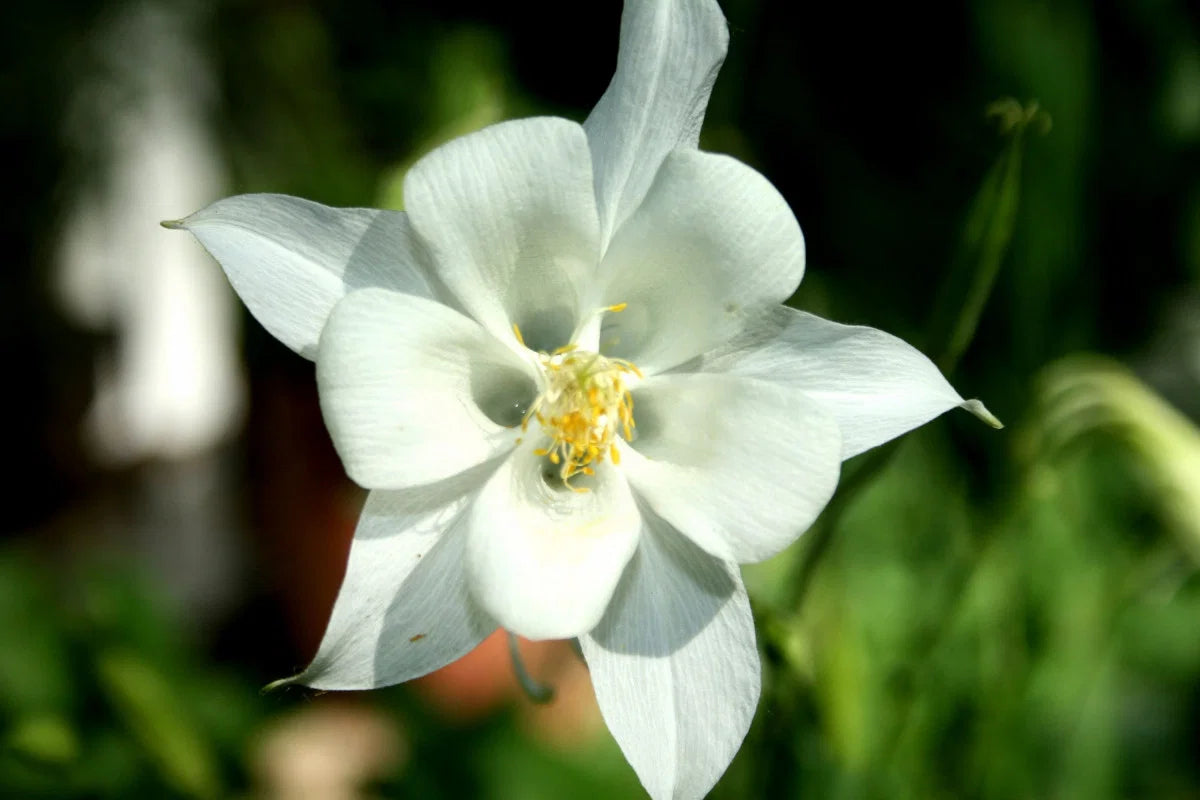 Weiß Akelei Blumensamen zur Aussaat – Schnitt Blume beliebt – Traditionssorte & ohne Gentechnik Samen Hausgarten