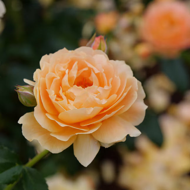 Variedad tradicional de rosas: semillas de flores para siembra, de alta calidad, sin modificación genética, para el jardín doméstico.