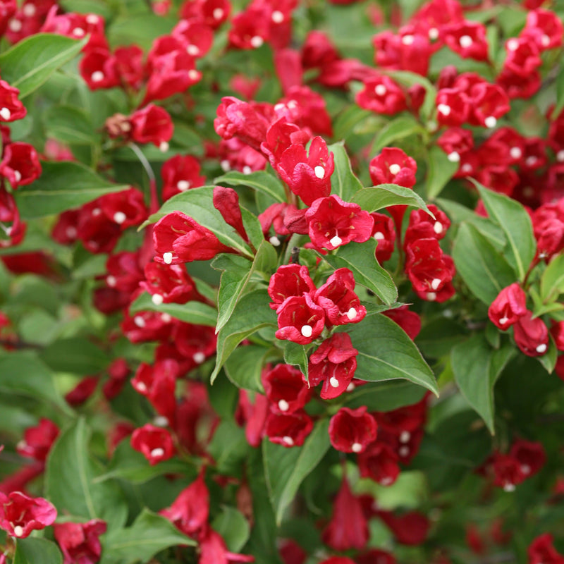 Rot Weigela Blumensamen zur Aussaat Schnitt Blume beliebt Traditionssorte & ohne Gentechnik Samen Hausgarten