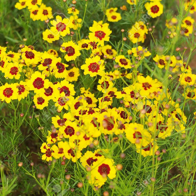 Sanvitalia Procumbens Blumensamen zur Aussaat robust Sorte Traditionssorte & ohne Gentechnik Samen Hausgarten