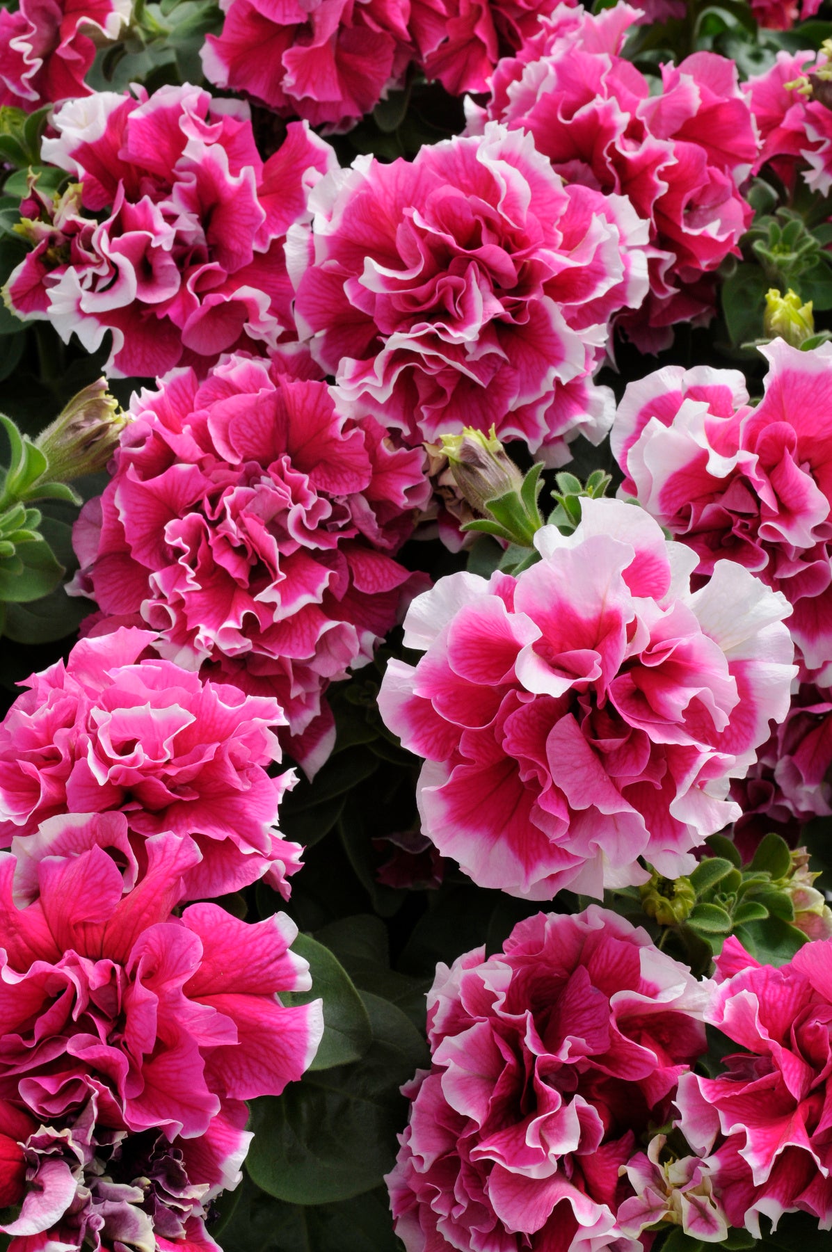 hell Rosa Rot Petunie Blumensamen zur Aussaat Traditionssorte ohne Gentechnik Anzucht Garten Blüten Anzucht