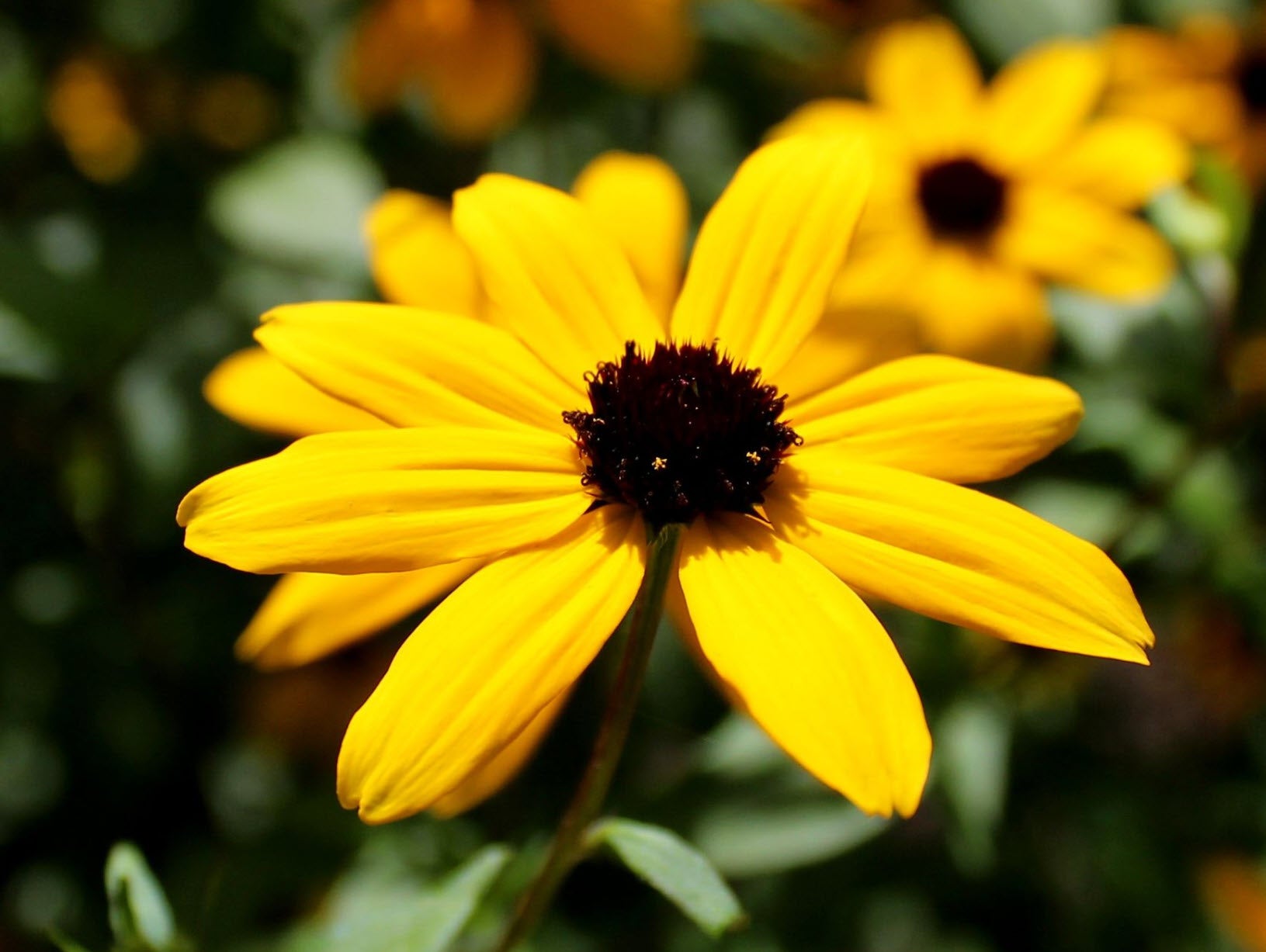 Sonnenhut Triloba Samen zur Aussaat leuchtend Blumensamen für Ihren Garten