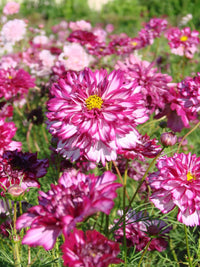 Cosmos Bicolor Blumensamen zur Aussaat Halbschatten verträglich Traditionssorte & ohne Gentechnik Samen Hausgarten