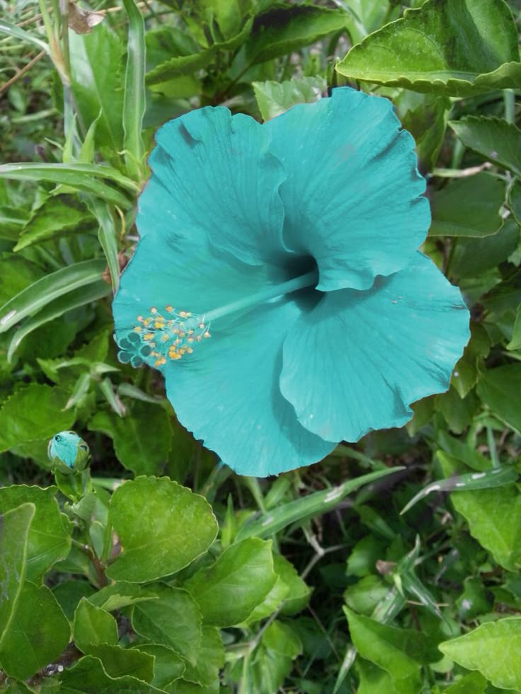 Himmelblau Hibiskus Blumensamen zur Aussaat Bestäuber freundlich Traditionssorte & ohne Gentechnik Samen Hausgarten