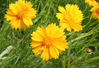 Gelb Coreopsis Lance Blumensamen zur Aussaat duftend Blüten Traditionssorte & ohne Gentechnik Samen Hausgarten