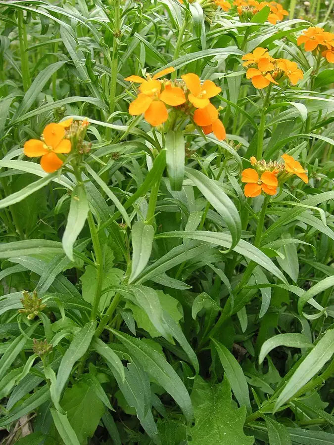 Siberian Blumensamen zur Aussaat pflegeleicht Traditionssorte & ohne Gentechnik Samen Hausgarten