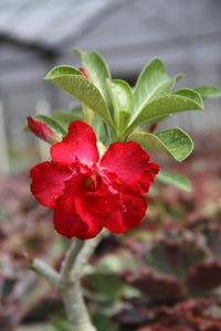 Rot Rose Bonsai Blumensamen zur Aussaat – ideal Rabatten – Traditionssorte & ohne Gentechnik Samen Hausgarten