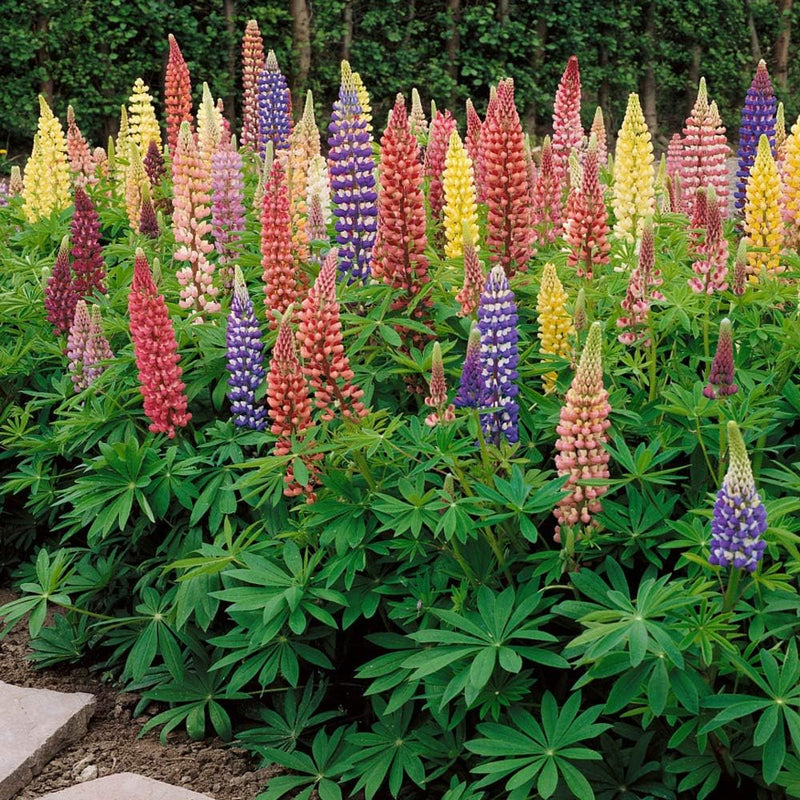 Lupine (lupine blume) samen for anpflanzung in home garten