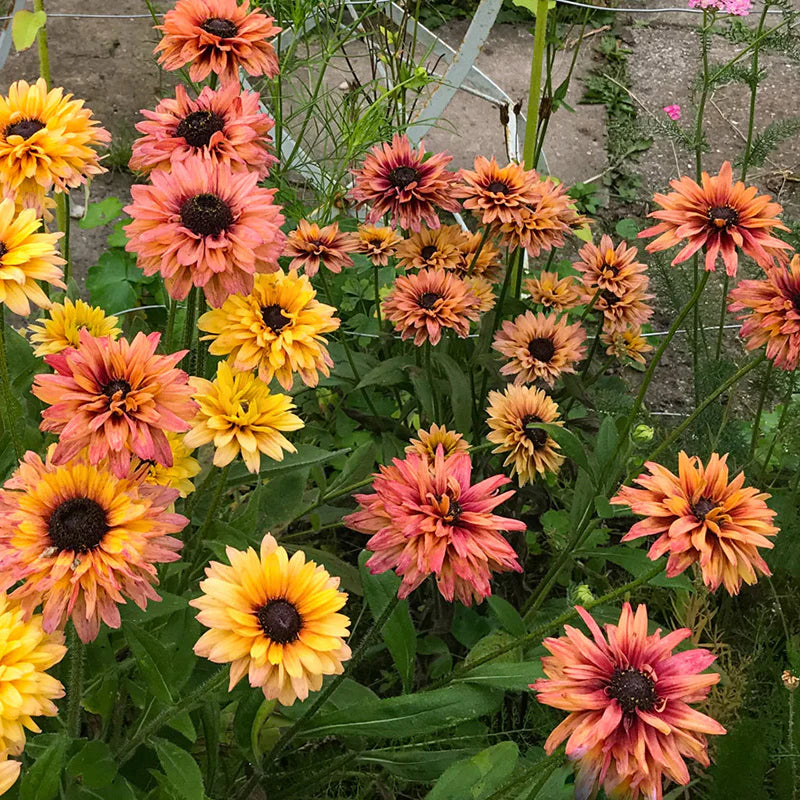 Sonnenhut Sahara Blumensamen leuchtend Garten Blüten