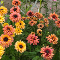 Sonnenhut Sahara Blumensamen leuchtend Garten Blüten
