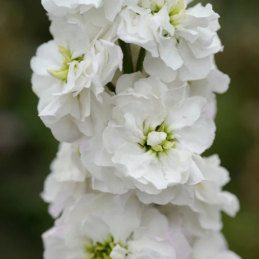 Weiß Levkoje Incana Blumensamen zur Aussaat – Bestäuber freundlich – Traditionssorte & ohne Gentechnik Samen Hausgarten