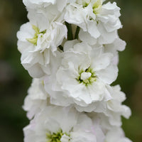 Weiß Levkoje Incana Blumensamen zur Aussaat – Bestäuber freundlich – Traditionssorte & ohne Gentechnik Samen Hausgarten