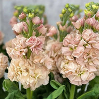 hell Rosa Levkoje Incana Blumensamen zur Aussaat leuchtend Traditionssorte & ohne Gentechnik Samen Hausgarten