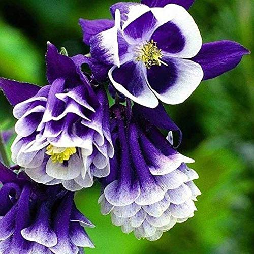 Lila Akelei Blumensamen zur Aussaat – Drought verträglich – Traditionssorte & ohne Gentechnik Samen Hausgarten