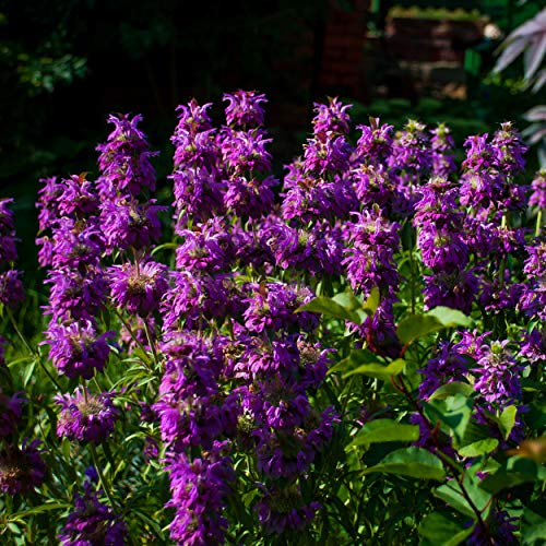Monarda citriodora Blumen  Samenfür einfaches Anpflanzen