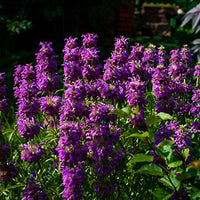 Monarda citriodora Blumen  Samenfür einfaches Anpflanzen