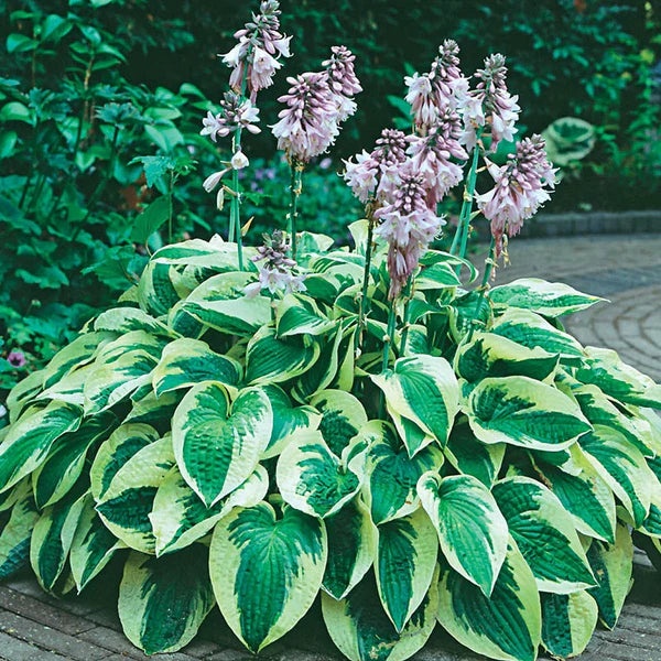 Hosta Mischung Blume Samen zur Aussaat üppig Garten Design – mehrjährig Samen Kollektion