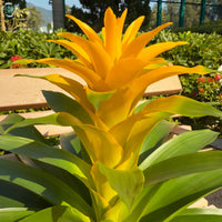 Gelb Bromeliad Tillandsia Blumensamen zur Aussaat – Schnitt Blume beliebt – Traditionssorte & ohne Gentechnik Samen Hausgarten