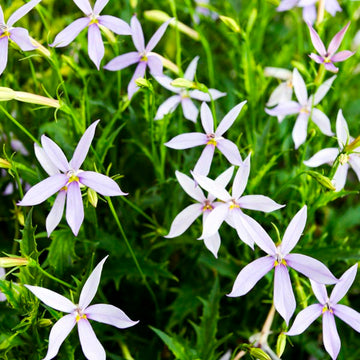 Laurentia blume samen for anpflanzung - fragrant blossoms, heirloom & gmo free samen for home garten
 
 sale samen for home garten