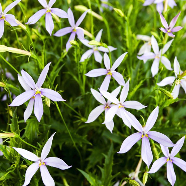 Laurentia blume samen for anpflanzung - fragrant blossoms, heirloom & gmo free samen for home garten
 
 sale samen for home garten