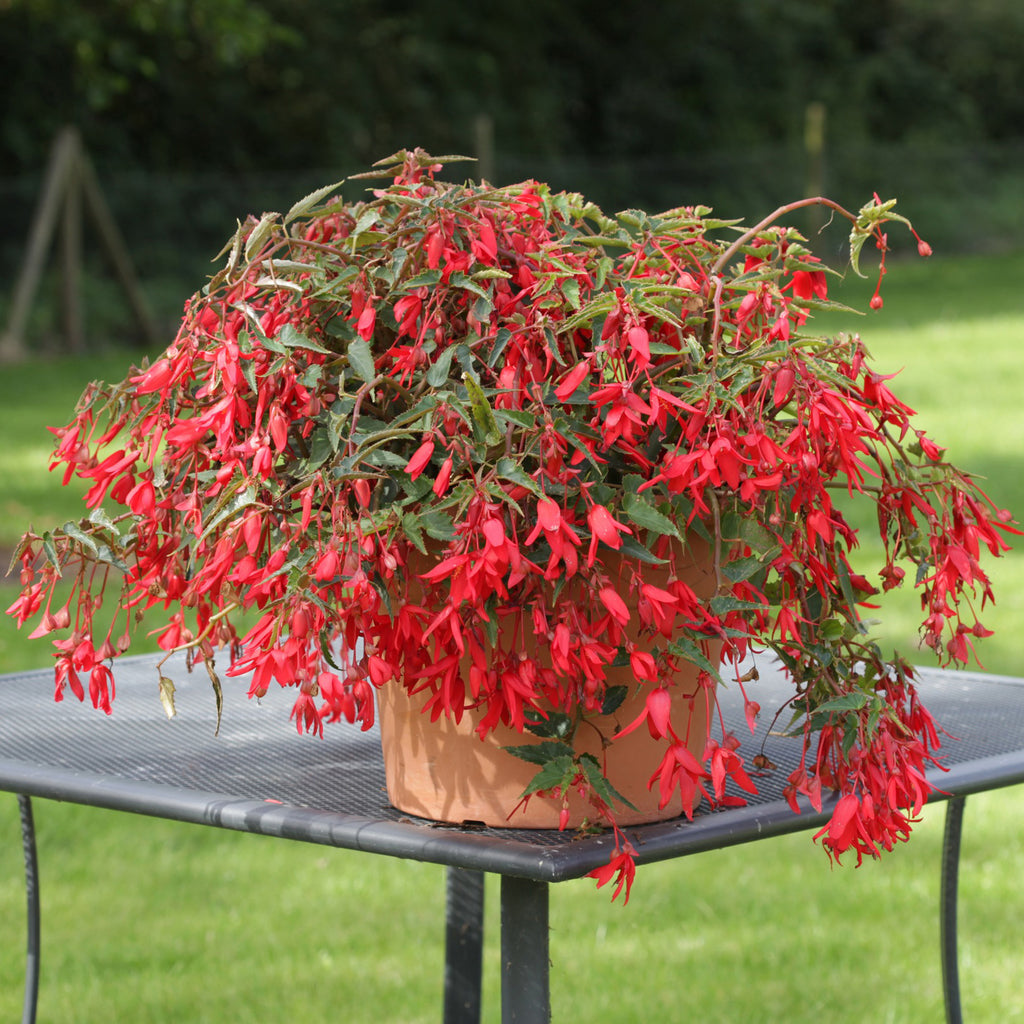 Boliviensis Blumensamen zur Aussaat Schnitt Blume beliebt Traditionssorte & ohne Gentechnik Samen Hausgarten
