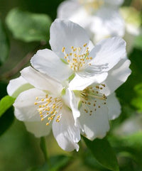 Traditionssorte Philadelphus Lewisii Blumensamen zur Aussaat Anzucht Traditionssorte & ohne Gentechnik Samen Hausgarten