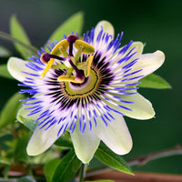 Passion Blumensamen zur Aussaat – pflegeleicht – Traditionssorte & ohne Gentechnik Samen Hausgarten